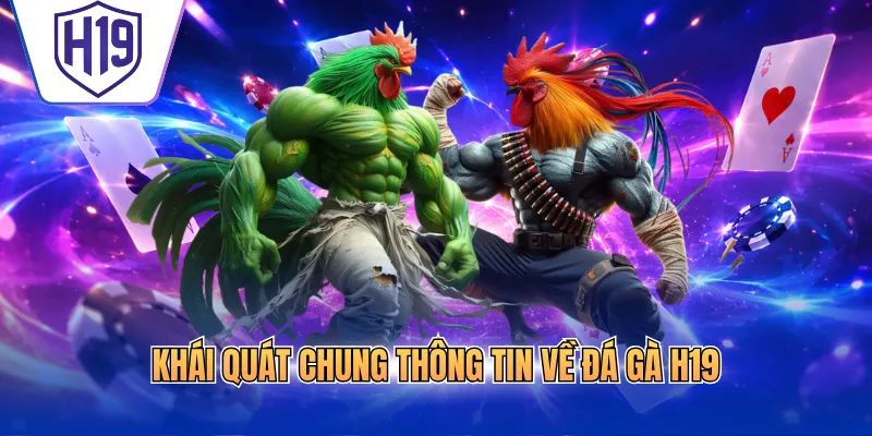 Khái quát chung thông tin về đá gà H19